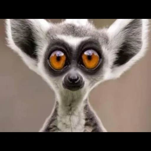 lemure, shock lemur, egor letov, animali divertenti, facce di animali divertenti