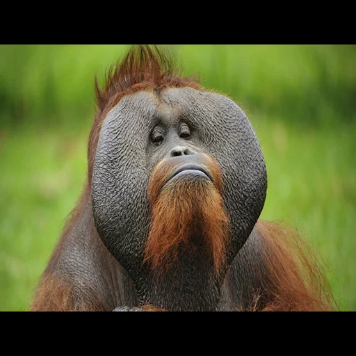 orangan, hombre orangután, orangután calvo, orangután femenino, sumatransky orangután