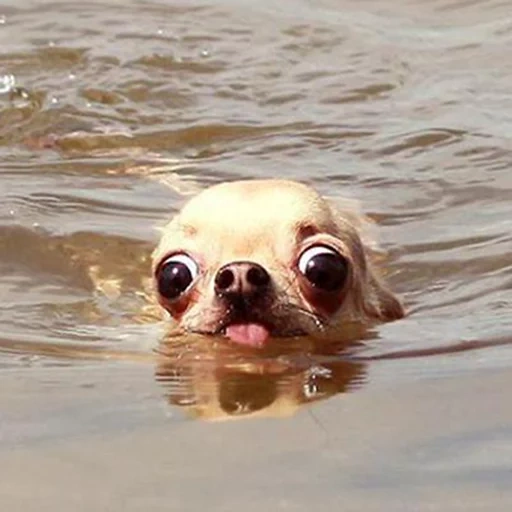 chihuahua welpen, chihuahua schwimmt, chihuahua sind klein, bulk eyed chihuahua, chihuahua pucheglazik