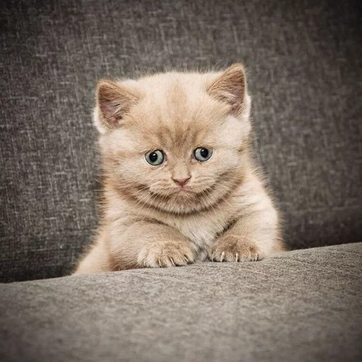 gatti, gattino britannico, lilac kittens britannico, gattino cioccolato, british short haired cat