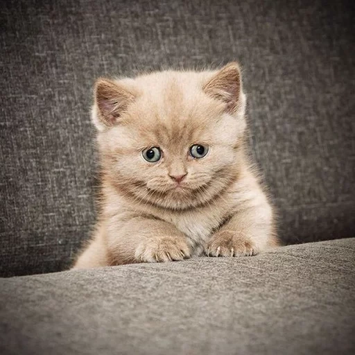 gatos, gatinho britânico, gatinhos britânicos lilás, gatinho de chocolate, gato britânico de curta duração