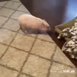 свинья, мини пиг, фристайло, домашняя свинья, морская свинка скинни