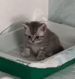 cat, cat, cat, kitten to the tray, cat toilet