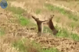 hare, deer, fighting rabbit, red deer