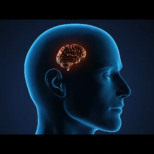 cerebro, cerebro de adn, ilustración, el cerebro es la cabeza, el cerebro en humanos