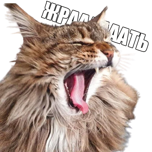 cat, cat, maine coon, yawning cat, yarking cat