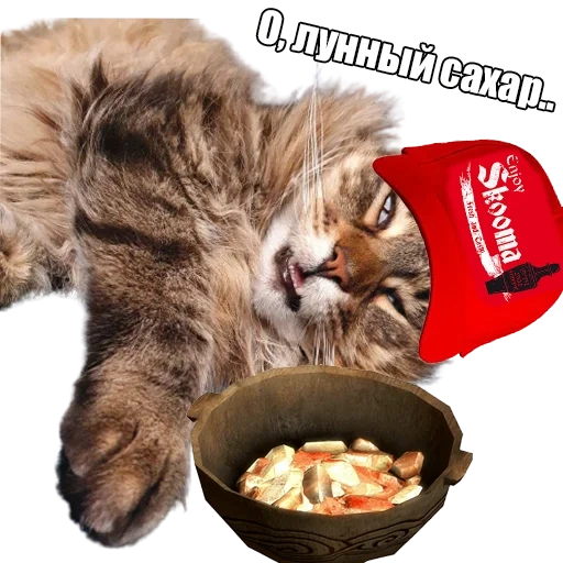 kucing, kucing, kucing, hewan, mangkuk kucing