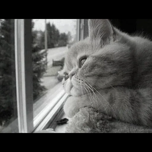 ждущий кот, грустный кот, котик скучает, скучающий кот, кот смотрит окно