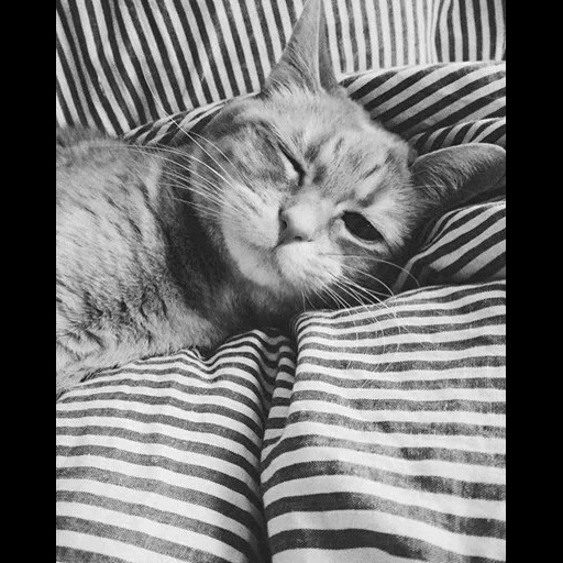кот, сонный кот, сонный котик, спящий котик, милый сонный котик пикча