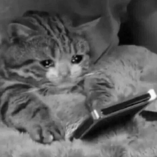 кот, грустный котик, котик телефоном, веселые животные, котик телефоном плачет