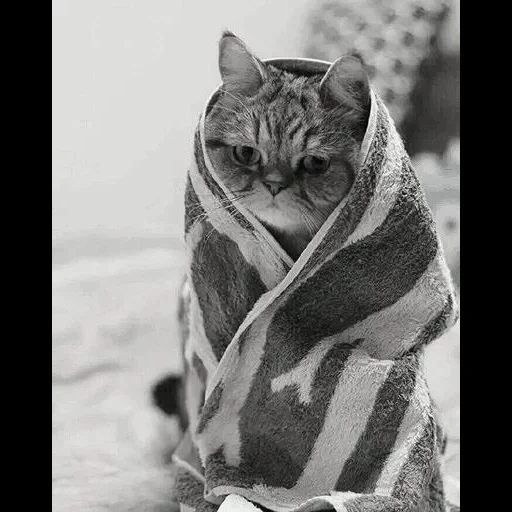 кот пледе, кот шарфе, кот платке, котик платочке, котенок замотанный шарф