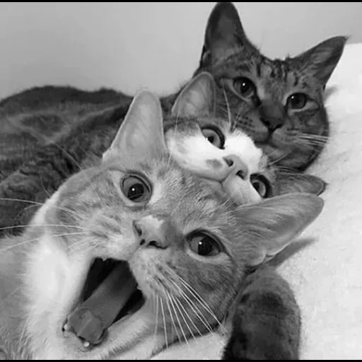 cat, кот, кошка, веселая кошка, смешные котики