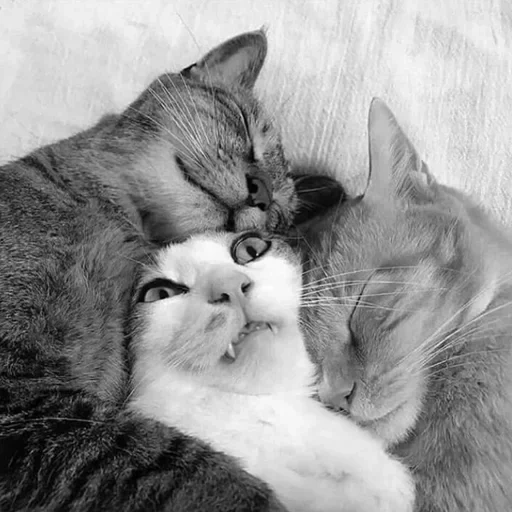 cat, кошка, спящие котики, котики вместе, котики обнимаются