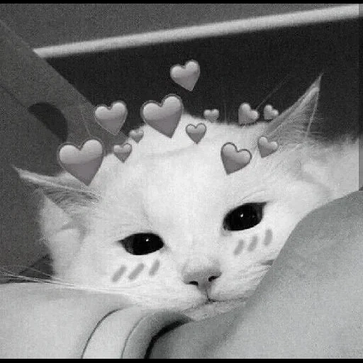 милые котики, кошка сердечком, милый котик сердечками, милые котики сердечками, котики сердечками над головой