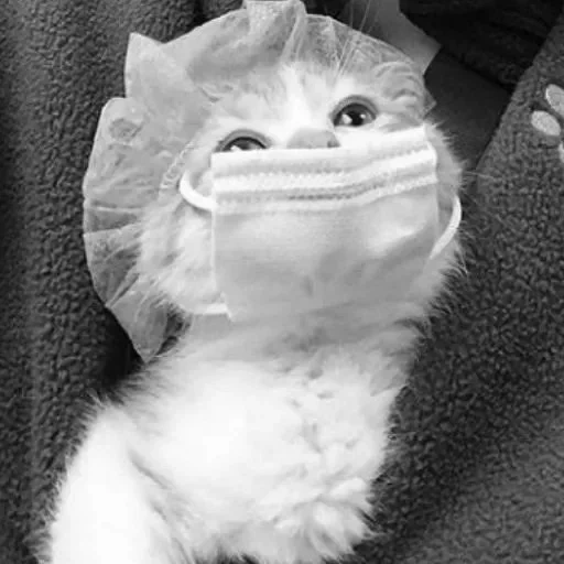 кот маска, котик маске, веселые животные, котик медицинской шапочке, why you should have a cat twitter