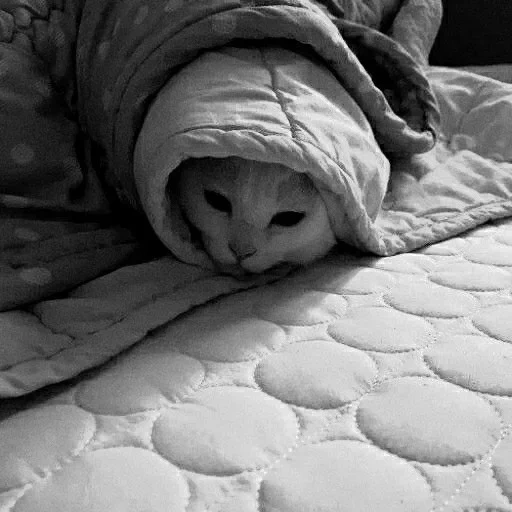 одеяло, кот одеяле, котик одеяле, теплое одеяло, котенок одеяле