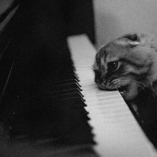 кот, котик, кошка, кот пианино, милые котики смешные