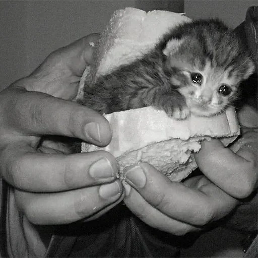 кот, кошка, котики, кошечка, бутерброд котенком