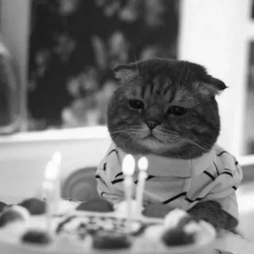 кот др, кот тортом, котик тортиком, грустный кот день рождения, nastya bowie 3 февраля 1988
