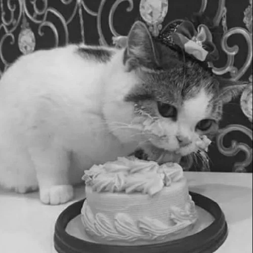 кошка торт, торт котики, кот ест торт, тортик котик, котенок ест тортик