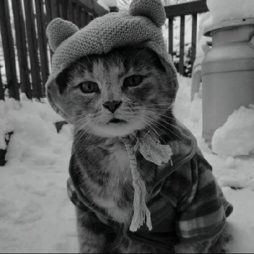 кот, кошки зимой, кот смешной, замерзший кот, котики смешные