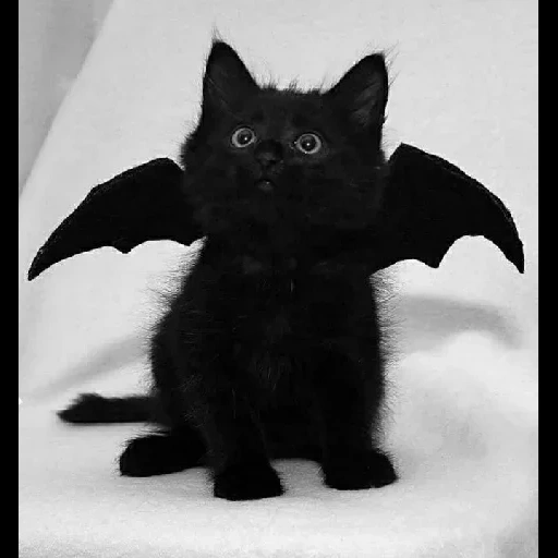 черный кот, летучая кошка, черный котенок, летучая мышь милая, летучая мышь черная
