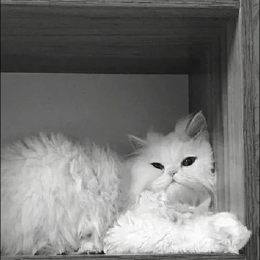 кот, кошка, shedding cat, персидская кошка, британская длинношёрстная кошка