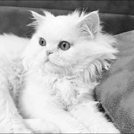 кошка, персидская кошка, длинношерстные кошки, белая персидская кошка, персидская кошка альбинос