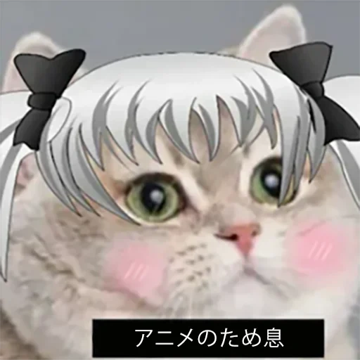 chat, chat, chat, cat susik, meme d'oreilles de chat