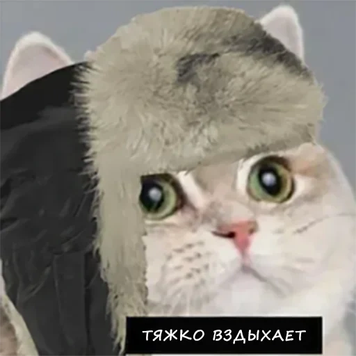cat, die katze, mem für die katze, susyk cat, chazhka atmende katze