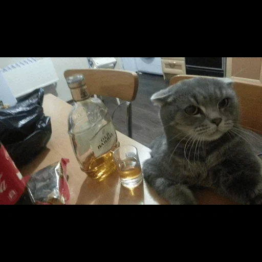 кот, кот виски, пьющий кот, смешные кошки