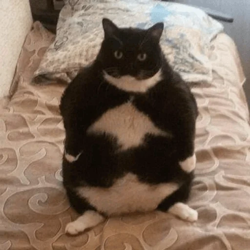 кот, жирный кот, толстый кот, толстый котик, толстый черный кот