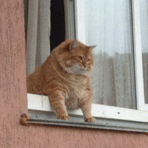 кот, коты, саютик кот, мемы про окна, толстый кот окне