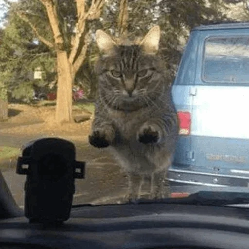 кот, кошка, животные, кот обормот, коты машине