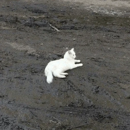 белый кот, кошка белая, мем белый кот, белый кот грязи, крылов иван андреевич