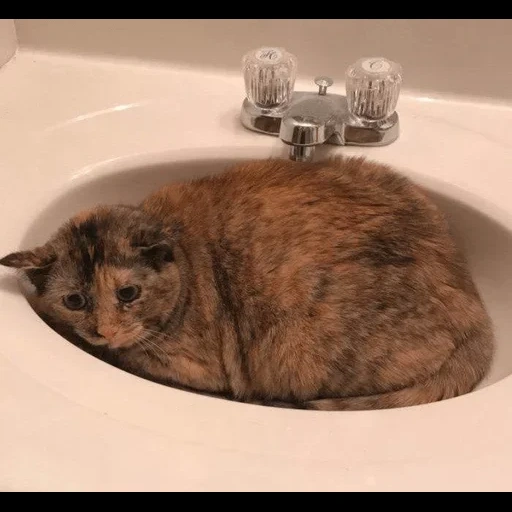 кот, кошка, кот ванной, кот раковине, коты раковине
