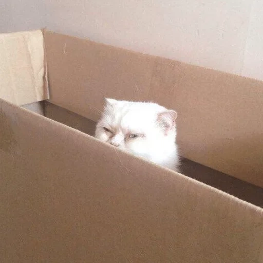 кот, кошка, кошка коробке, котик коробке, белый котик коробке