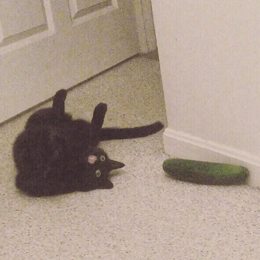 кот, кошки, черный кот, коты под дверью, смешной черный кот