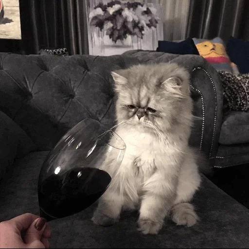 кот, кот кот, кот вином, смешные коты, котики смешные