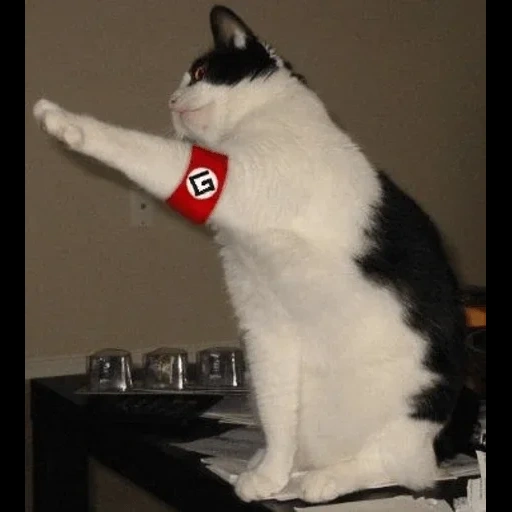 кот фашист, кот гитлер, кот нацист, зиг хайль кот