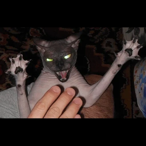злой кот, страшный сфинкс, кот сфинкс демон, сфинкс кошка демон, сфинкс кошка исчадие ада