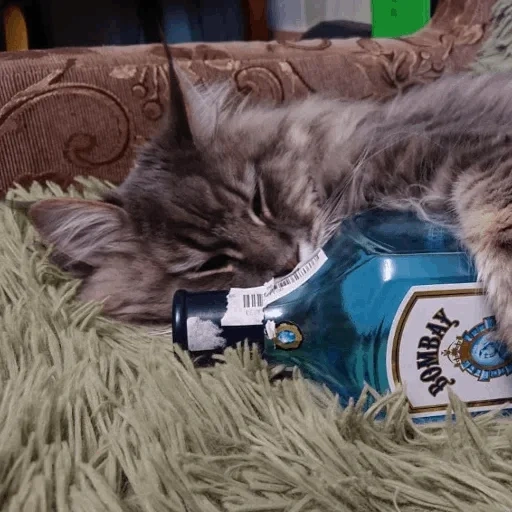 кот, пьющий кот, кот бутылкой, кот помойный, кот алкоголик
