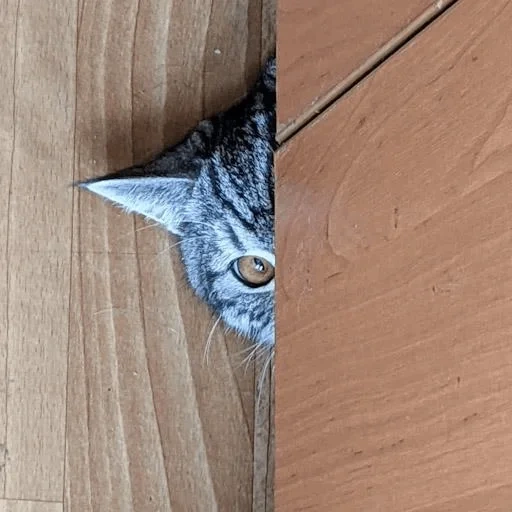 кот, кошка, кошка кошка, кошка под дверью, пугливые кошки 2021