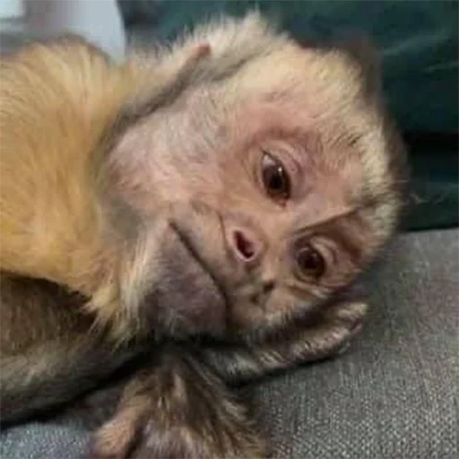 monkey boo, capuchin baby, обезьяна беде, детеныш мартышки, обезьяна капуцин