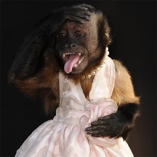 обезьянки, данный момент, мартышка платье, обезьянка платье, обезьяна свадебном платье