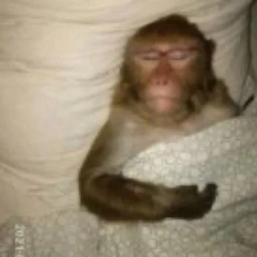 макака обезьяна, обезьяна бодуна, яванская макака, домашняя обезьяна, милота сонная мартышка
