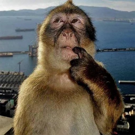 обезьяна умная, обезьяна макака, горилла обезьяна, обезьяна обезьяна, обезьяна задумалась