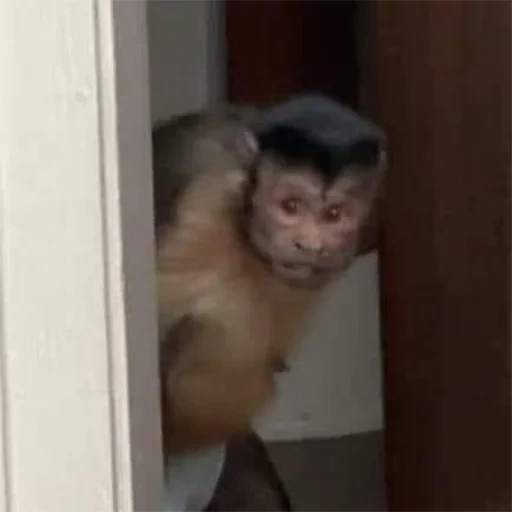 обезьяна, обезьяна большая, обезьяна капуцин, смешная обезьянка, домашняя обезьяна
