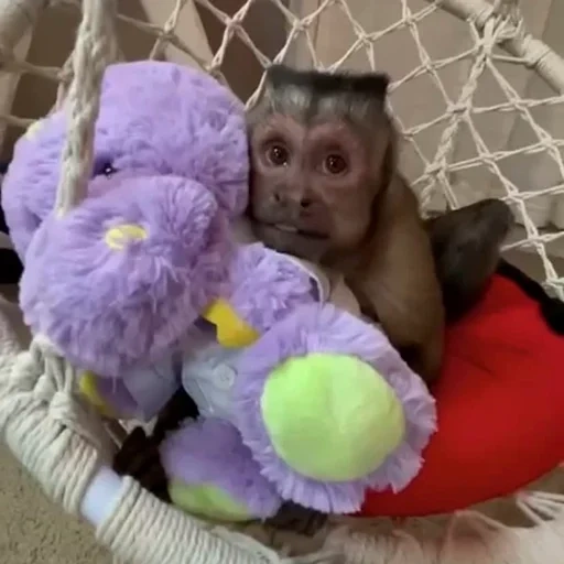 мартышка, обезьяна, обезьяна nui, обезьяна макака, маленькая обезьянка