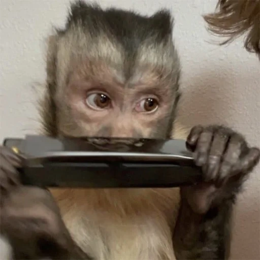 monkey, обезьяна, маленькая обезьяна, домашние обезьянки, маленькие обезьянки